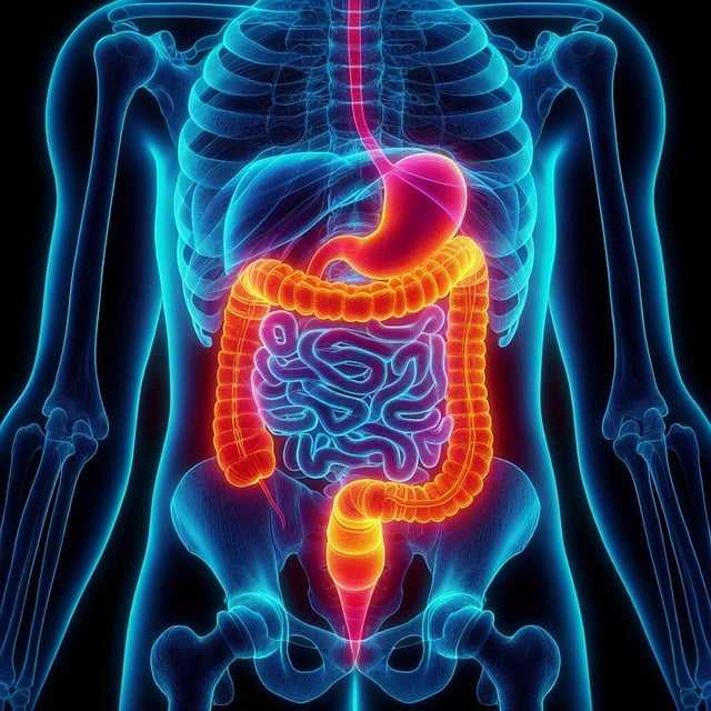 Stomach